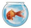 Eric the goldfish